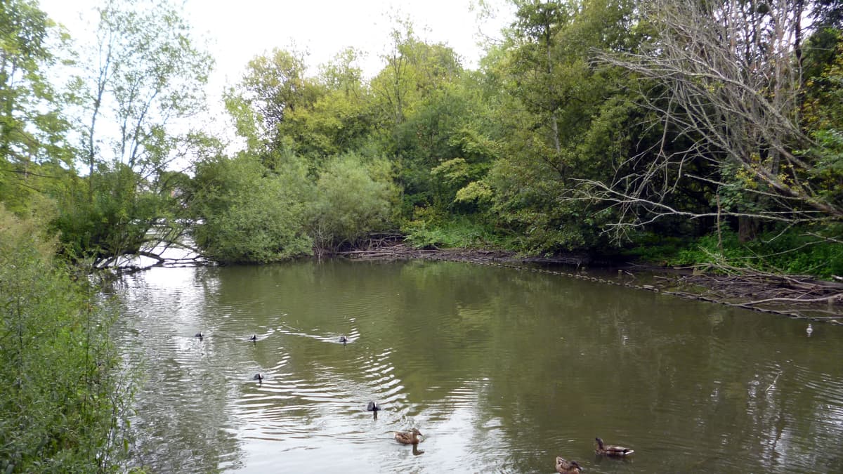 Council wants views of Altonians on the two Kings Pond options